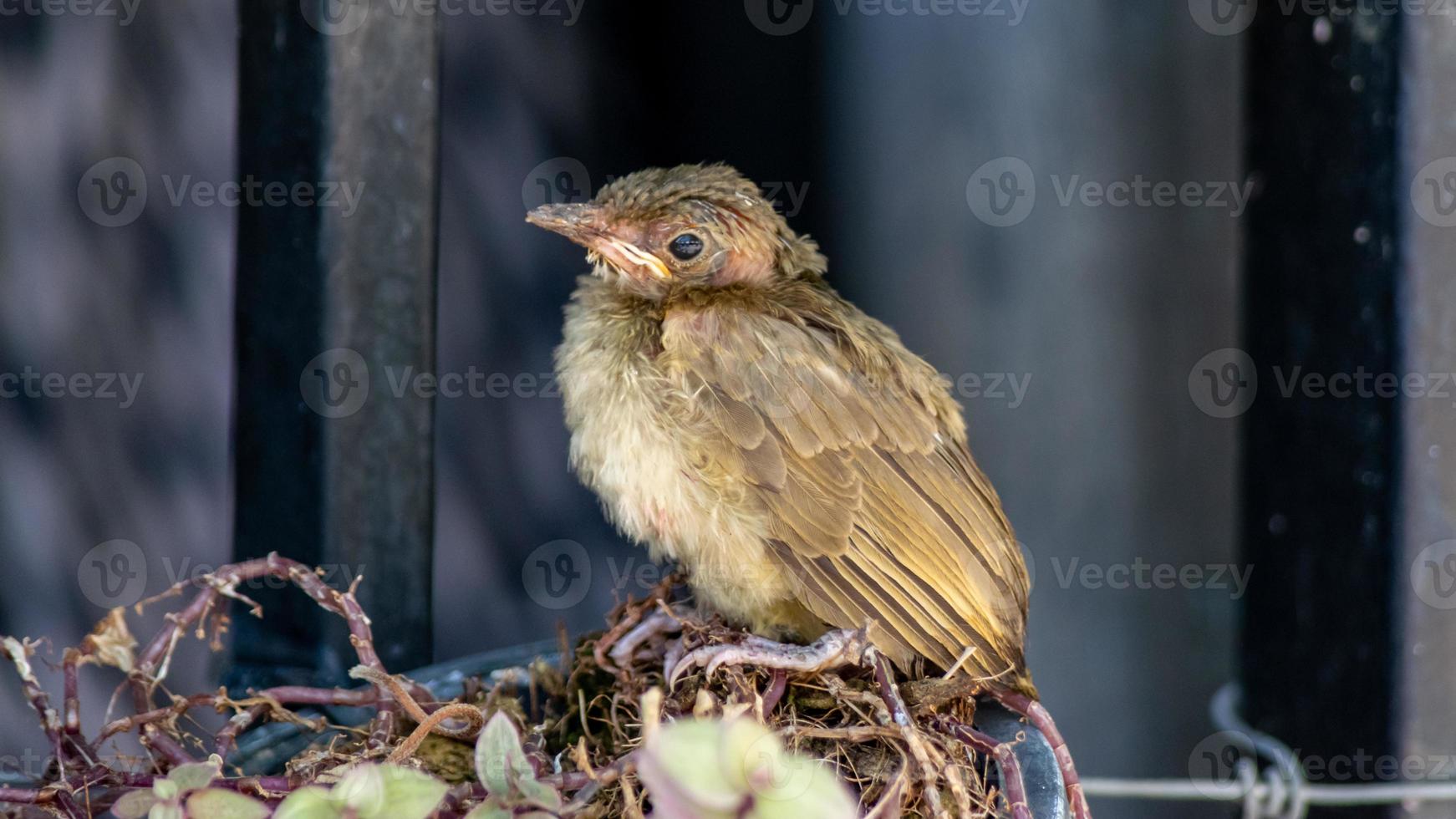 Baby of Streak-eared Bulbul perched on tree photo