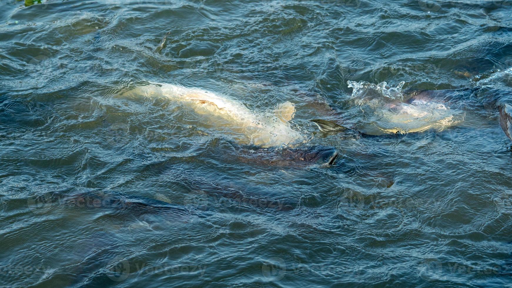 fish swimming in the pond photo