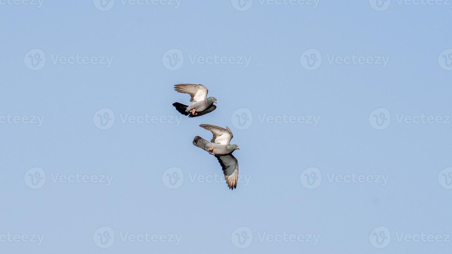 pigeon flying in the blue sky photo