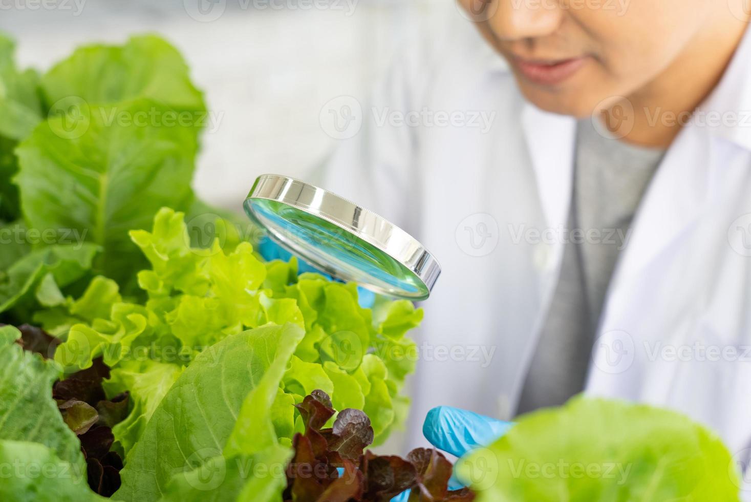Scientist Doing Experiment in Agriculture Lab to Develope Genetic Modification Crops photo