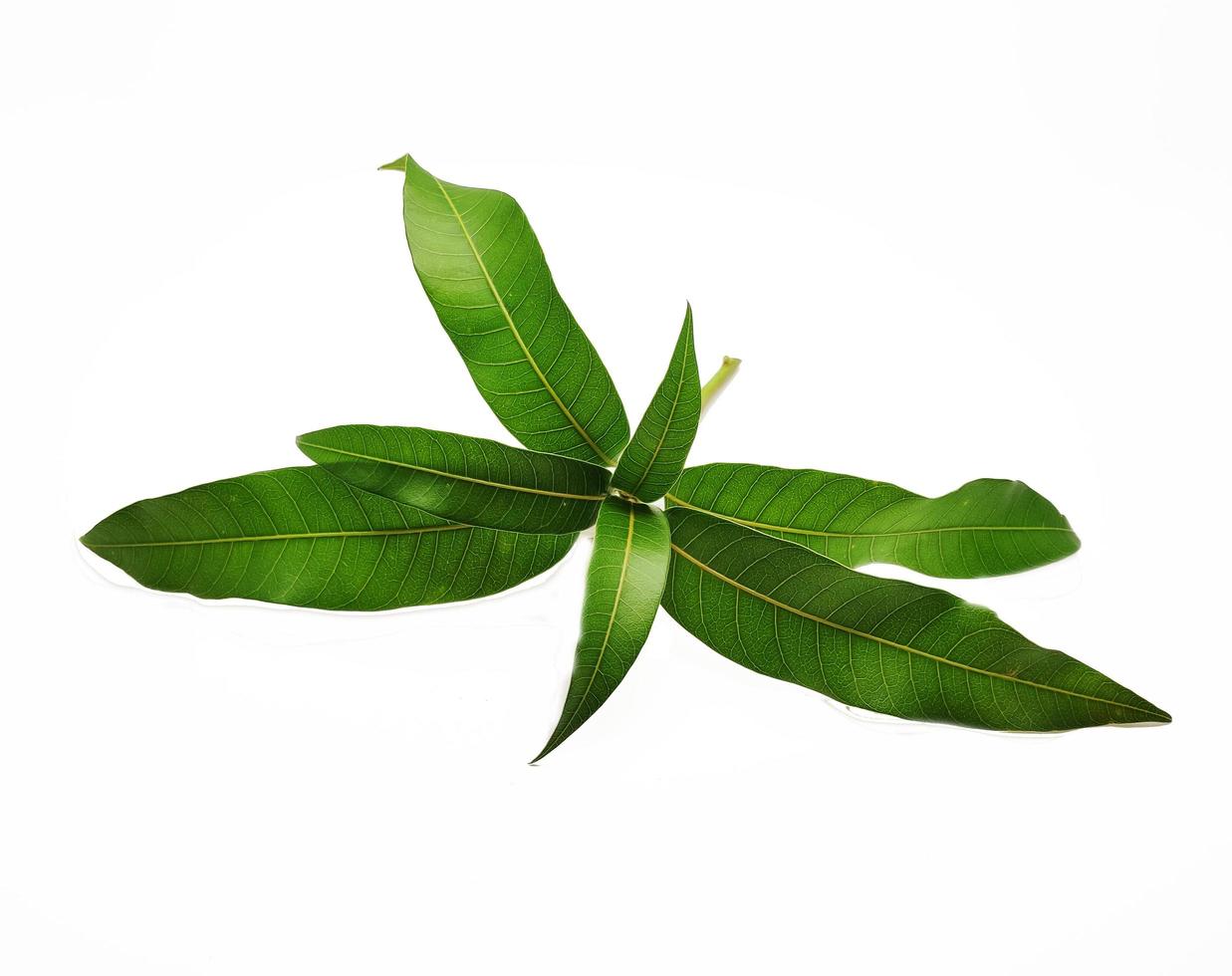 Mango leaves on white background photo