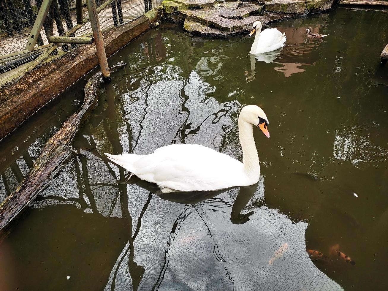 White swan in the pond photo