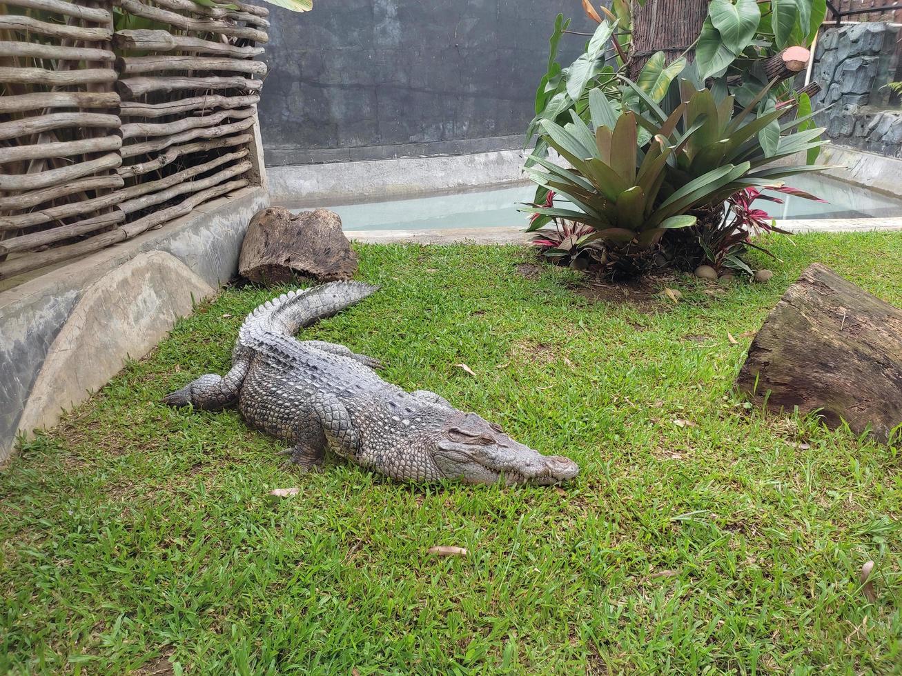 an alligator in a zoo enclosure photo