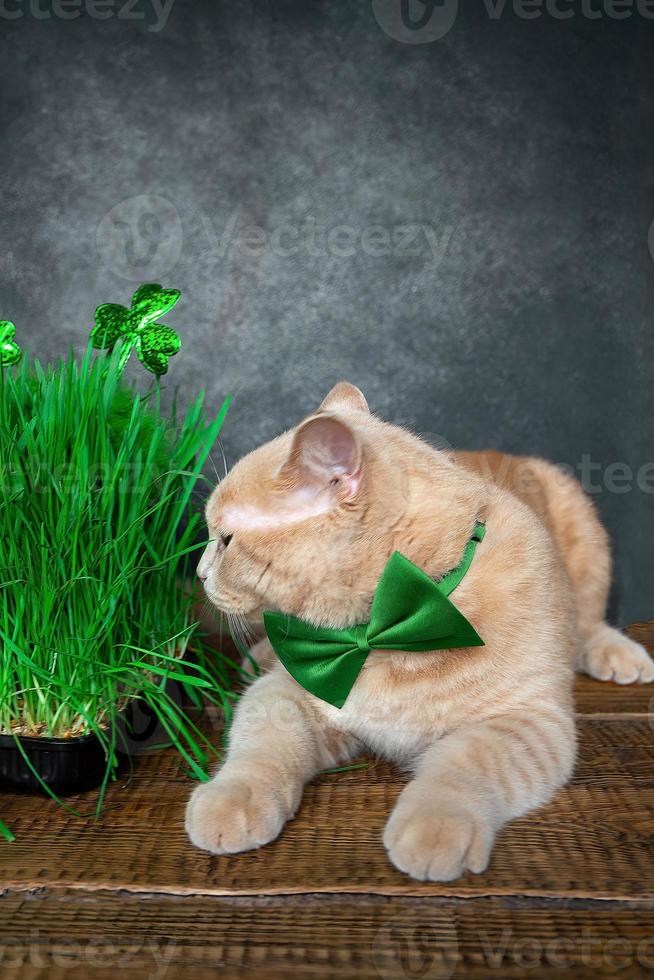 gracioso melocotón gato mentiras en cerca el brotado césped para animales con el símbolo de S t. Patricio, el trébol. primavera fiesta S t. patrick's día y mascota foto