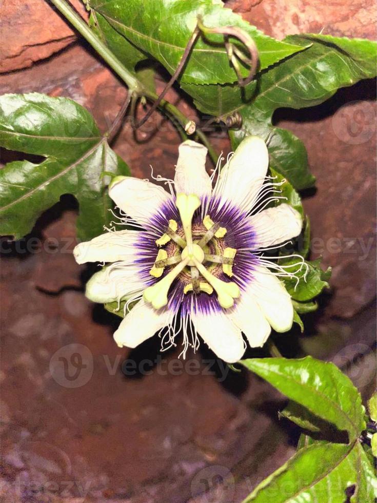 granadilla planta flor foto