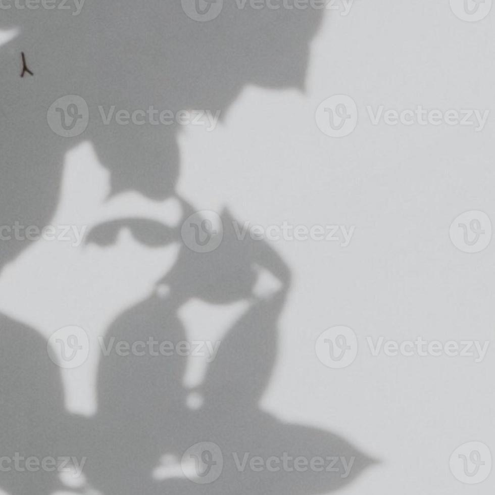 Grey Leaves Cast a Soothing Shadow for a Calming Background photo