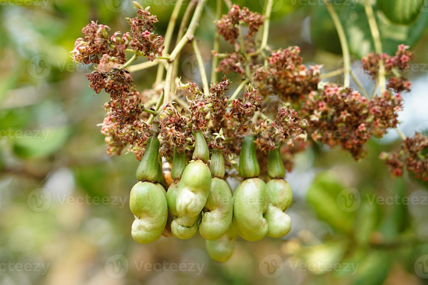 Young cashew fruits in garden. Fresh and organic. Concept. Export agricultural production crops in Thailand and Asian countries. Summer and economic fruits. photo