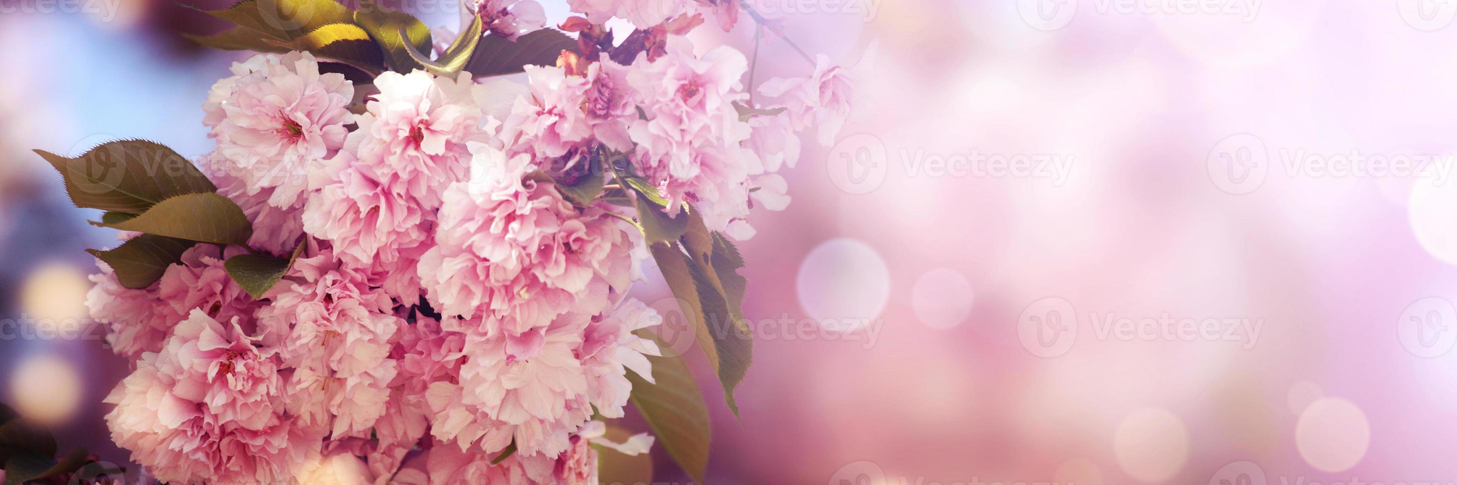 Beautiful branch of blossoming tree in spring. photo