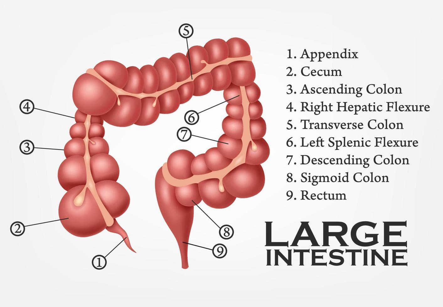 grande intestino humano anatomía, vector ilustración