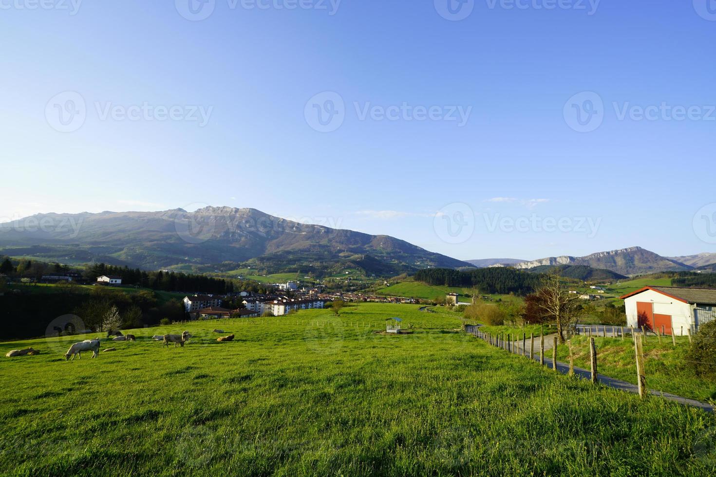 Landscape of green animal grazing pasture. Herd of cows grazing at green grass field. Cow farming ranch. Animal pasture. Landscape of green grass field and mountain near village. Livestock animal. photo