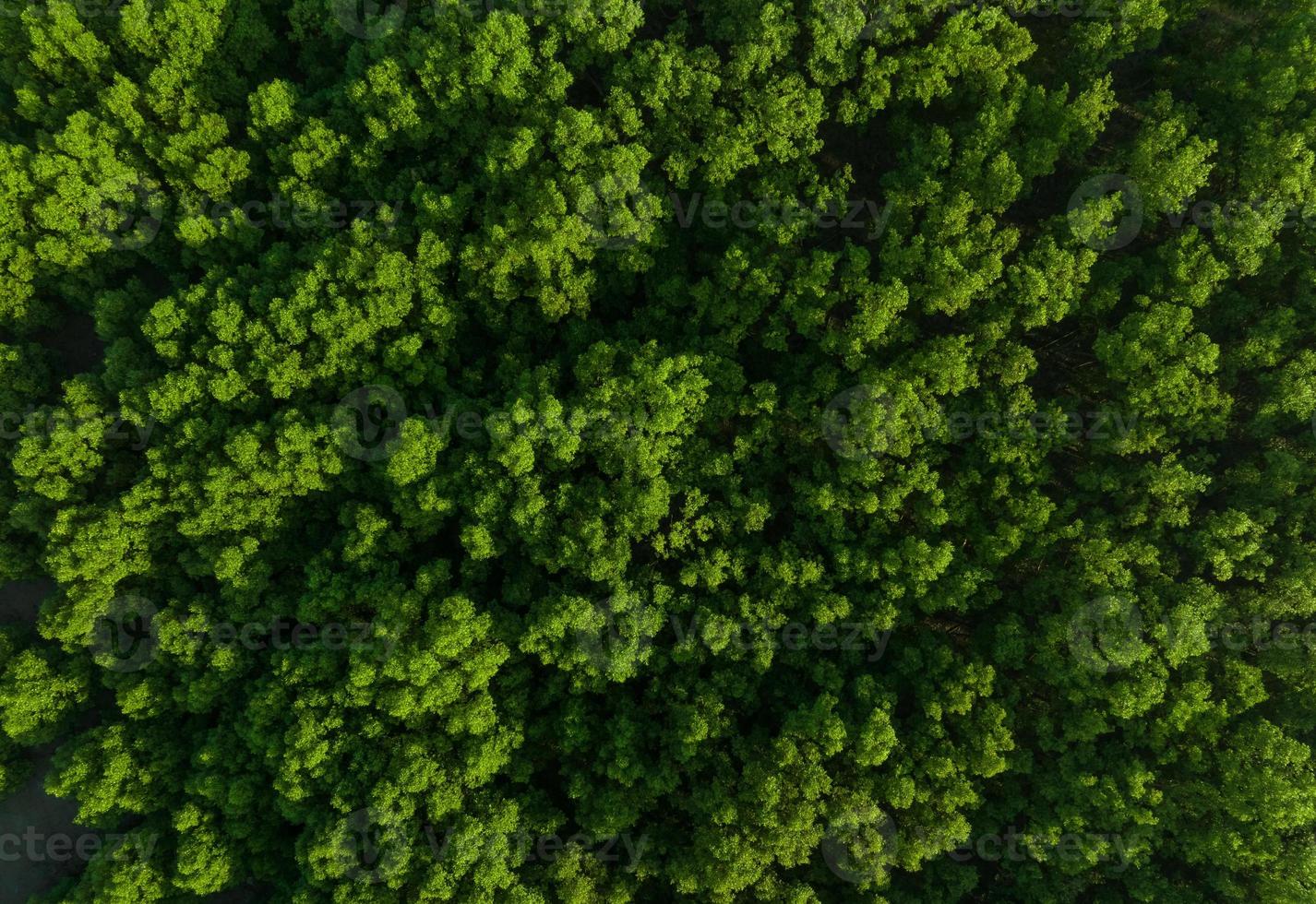 Aerial top view of mangrove forest. Drone view of dense green mangrove trees captures CO2. Green trees background for carbon neutrality and net zero emissions concept. Sustainable green environment. photo