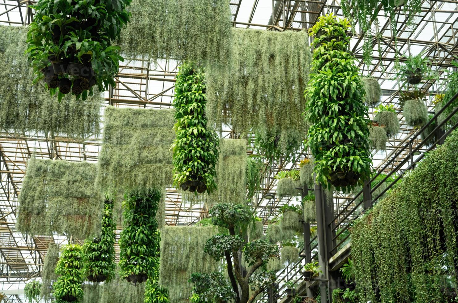 verde ornamental planta en colgando canastas plantas en colgando maceta decoración en encantador jardín. cuidado de colgando planta en cestas concepto. interior colgando jardín a reducir polvo. natural aire purificador. foto