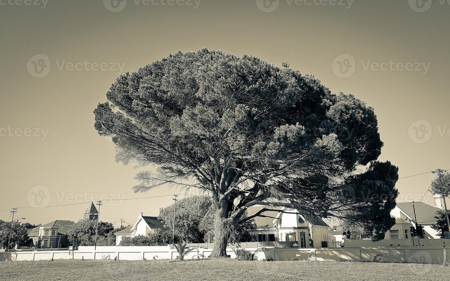 árbol africano gigante en el parque, ciudad del cabo, sudáfrica. foto