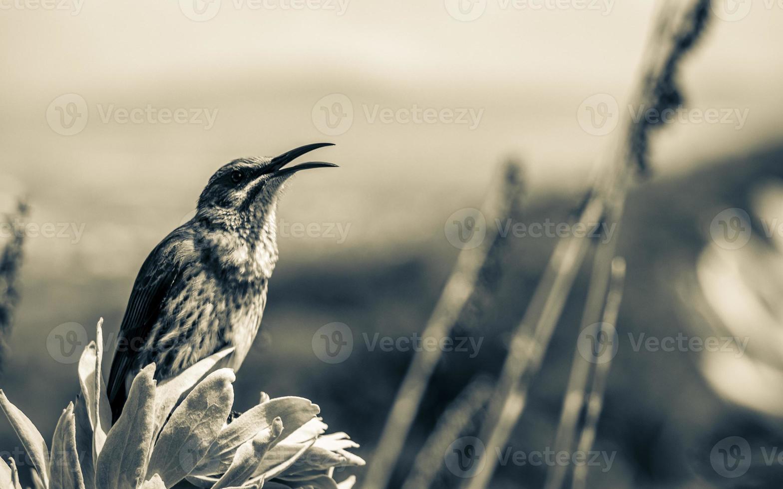 Cape Sugarbird sentado en plantas flores, jardín botánico nacional kirstenbosch. foto