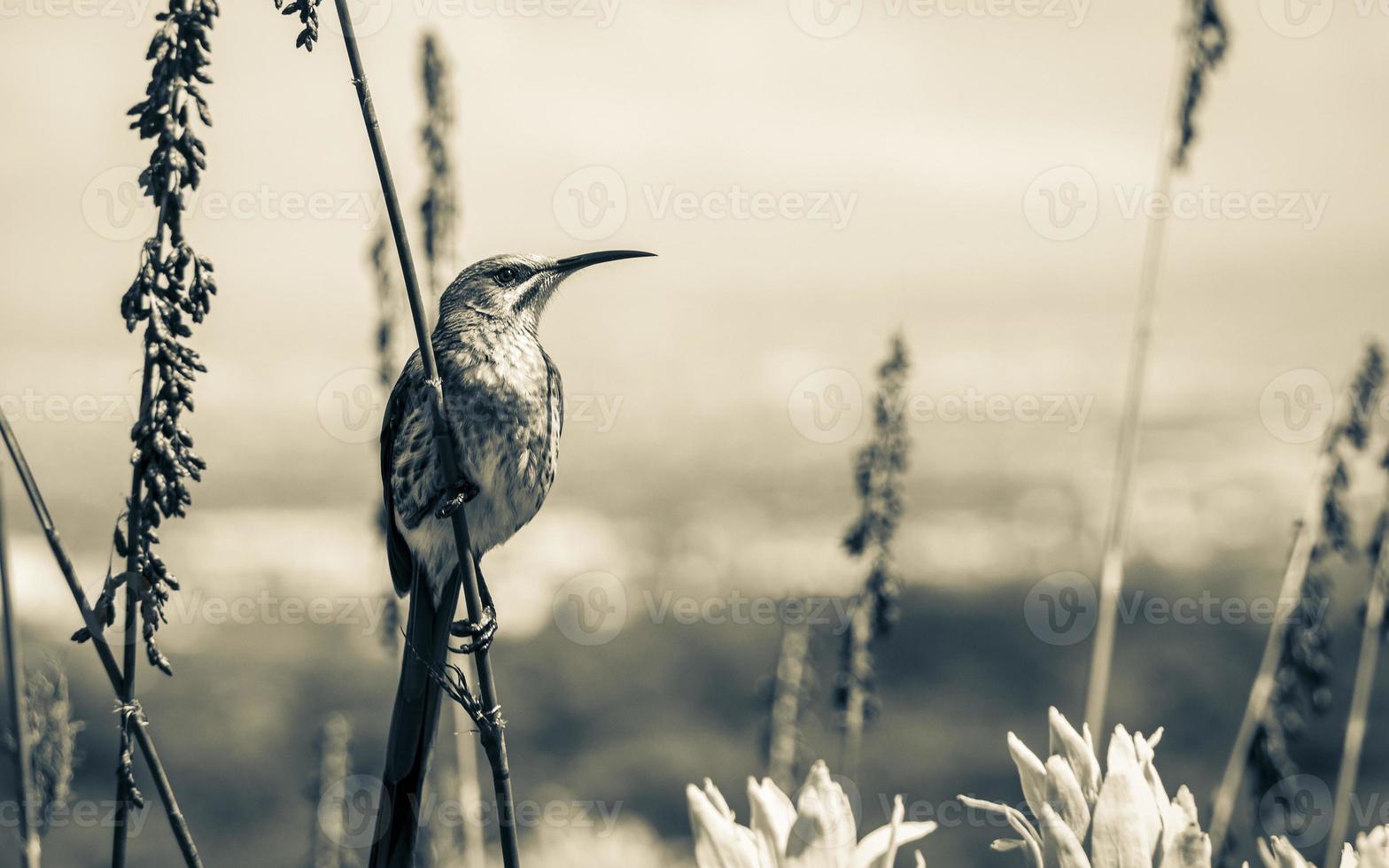 Cape Sugarbird sentado en plantas flores, jardín botánico nacional kirstenbosch. foto