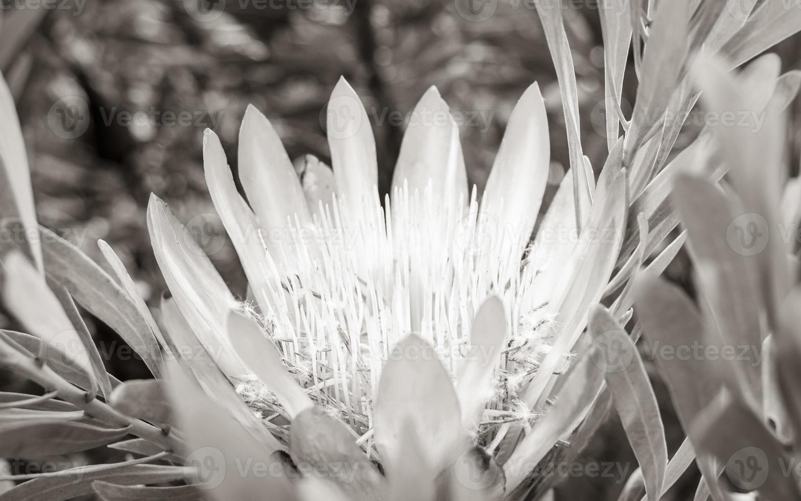 South African King Sugar Bush Pink Protea cynaroides, Kirstenbosch. photo