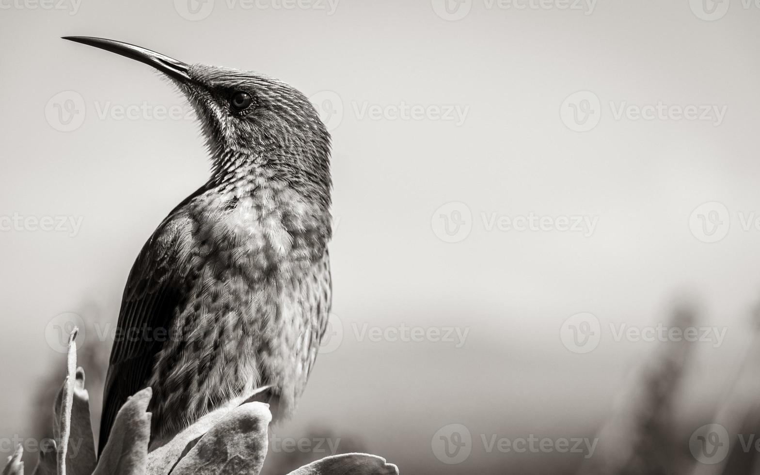 Cape sugarbird sitting on plants flowers, Kirstenbosch National Botanical Garden. photo