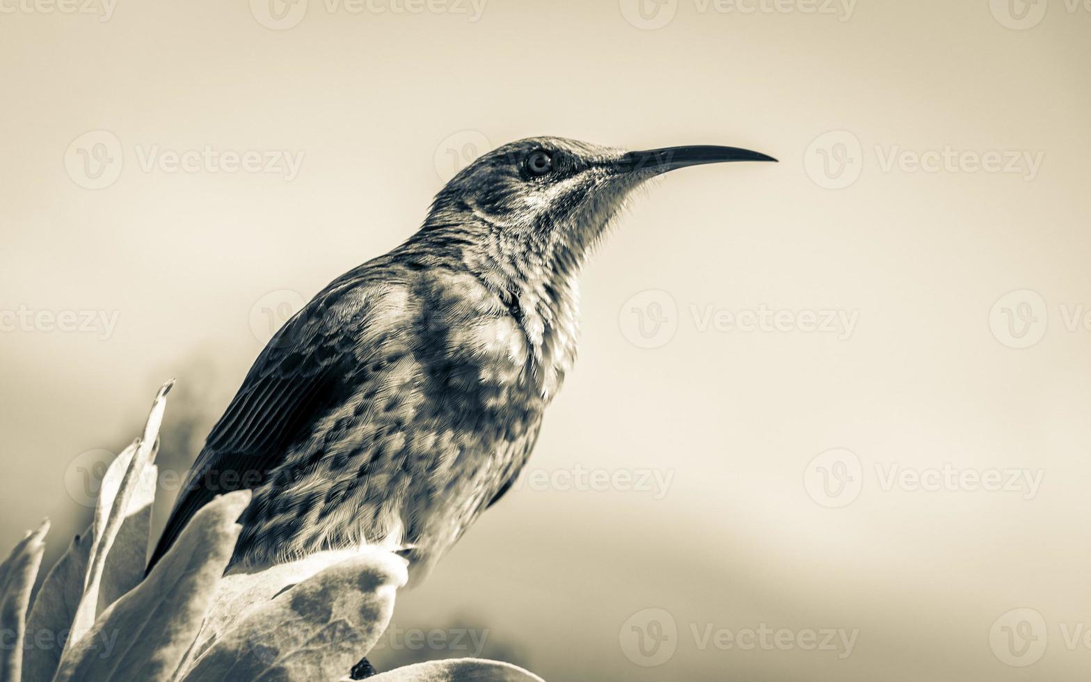 Cape Sugarbird sentado en plantas flores, jardín botánico nacional kirstenbosch. foto