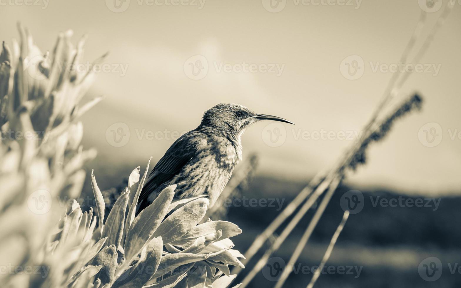 Cape sugarbird sitting on plants flowers, Kirstenbosch National Botanical Garden. photo