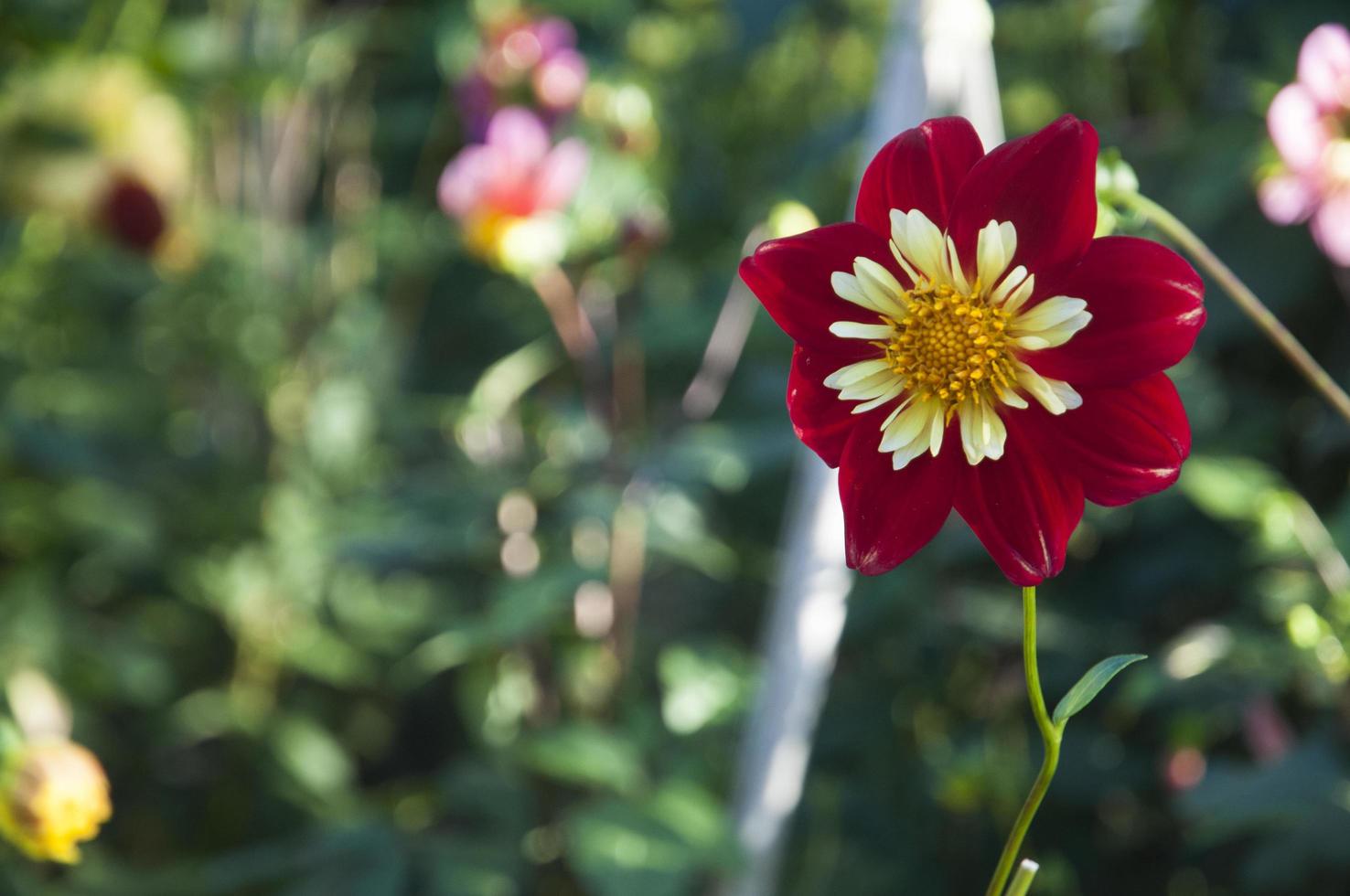 Beautiful red daisy with white and yellow colors in the center photo