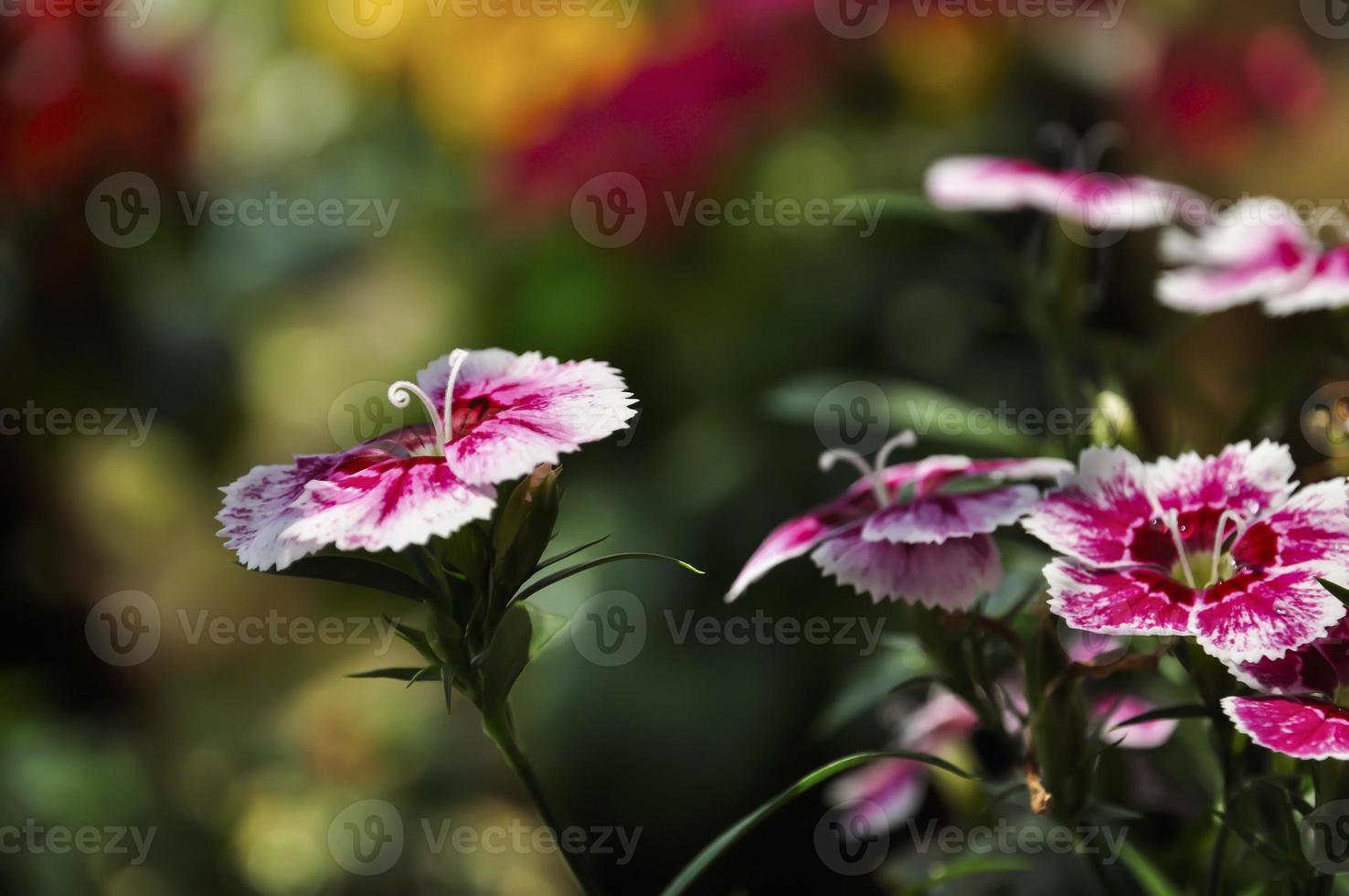 Colorful Dianthus in the sunshine with yellow pistil photo