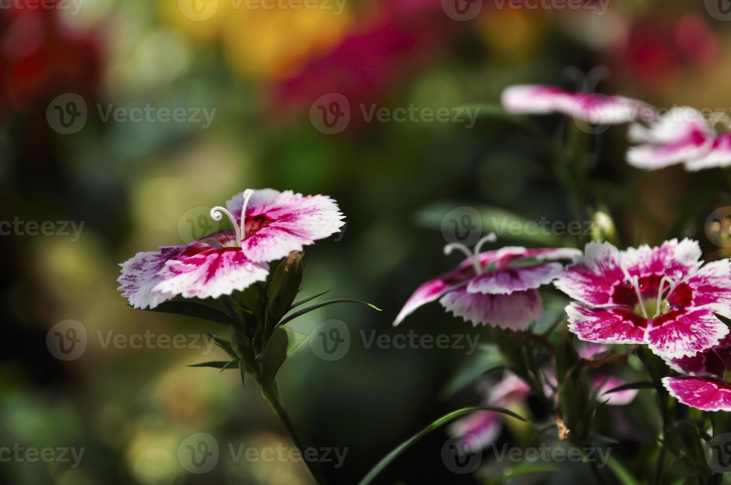 vistoso dianthus en el Brillo Solar con amarillo pistilo foto