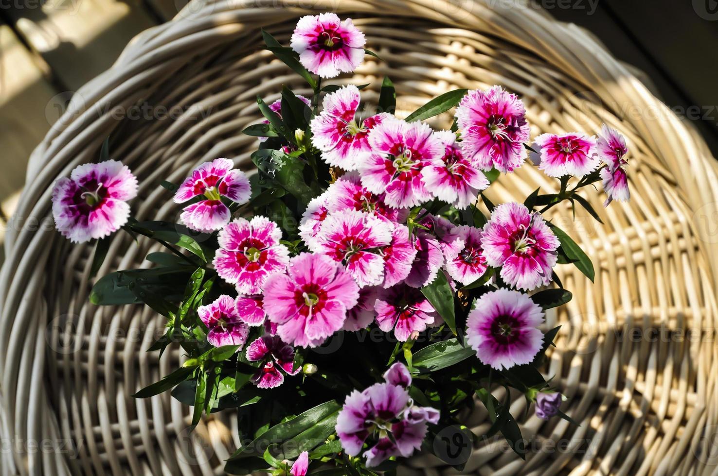 Colorful potted Dianthus full blooming on a small bamboo table photo