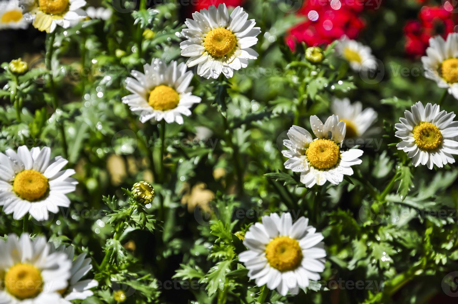 White daisy with yellow pistil. Water drops shinning on their petals photo