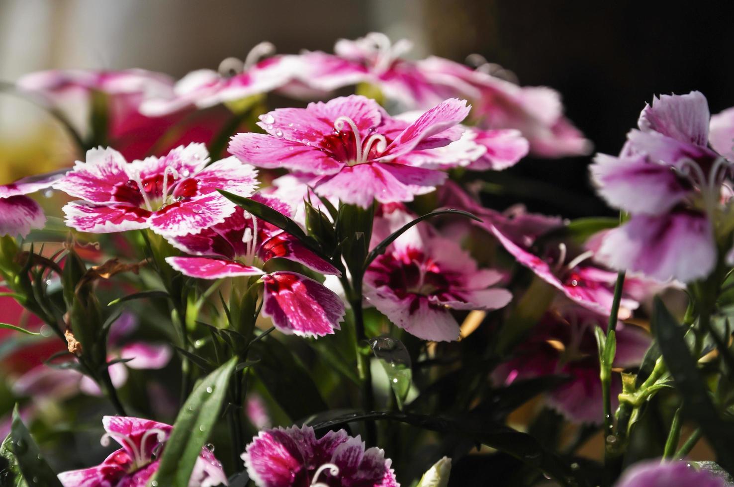 vistoso dianthus en el luz solar. rojo, rosado y blanco colores en pétalos foto