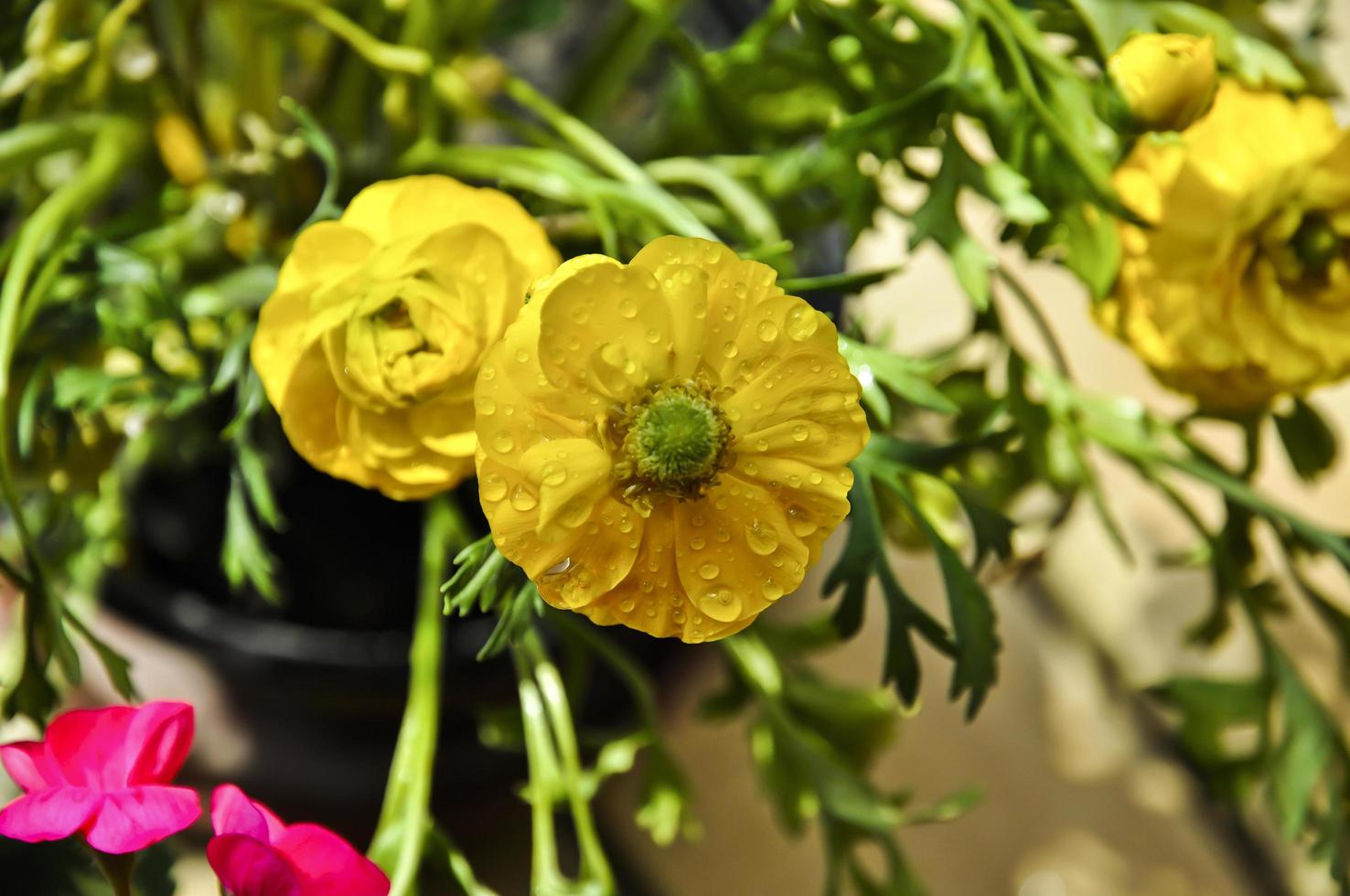 Ranunculus with bright yellow color in the sunlight. Water drops shinning on their petals photo