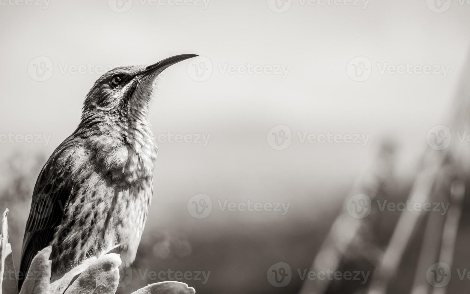 Cape sugarbird sitting on plants flowers, Kirstenbosch National Botanical Garden. photo