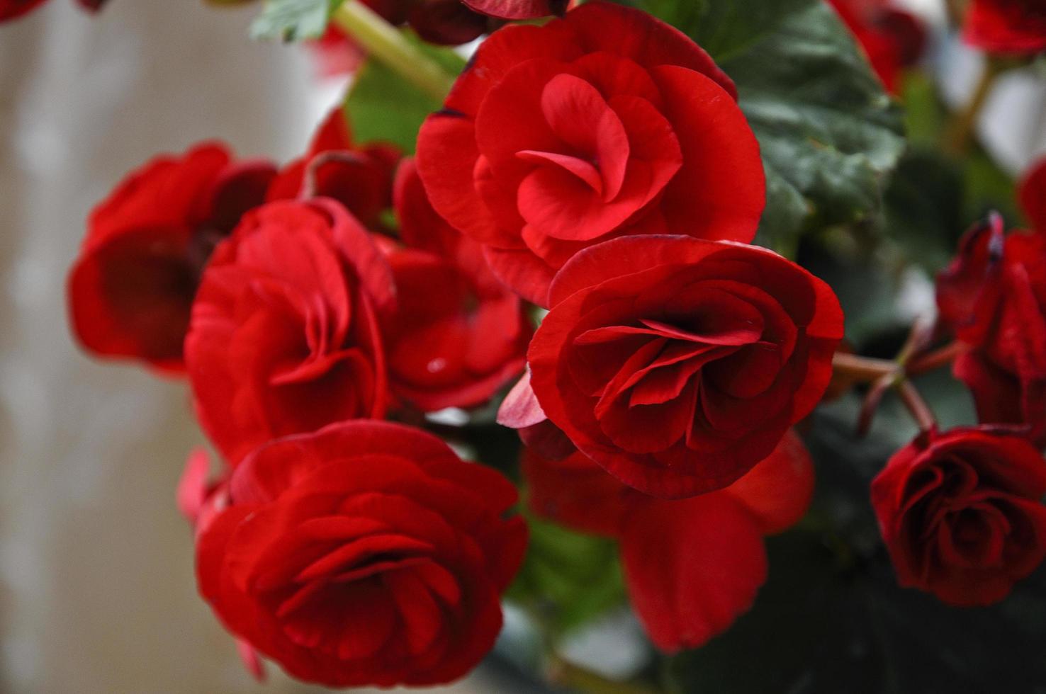 de cerca de hermosa begonia con brillante rojo color foto