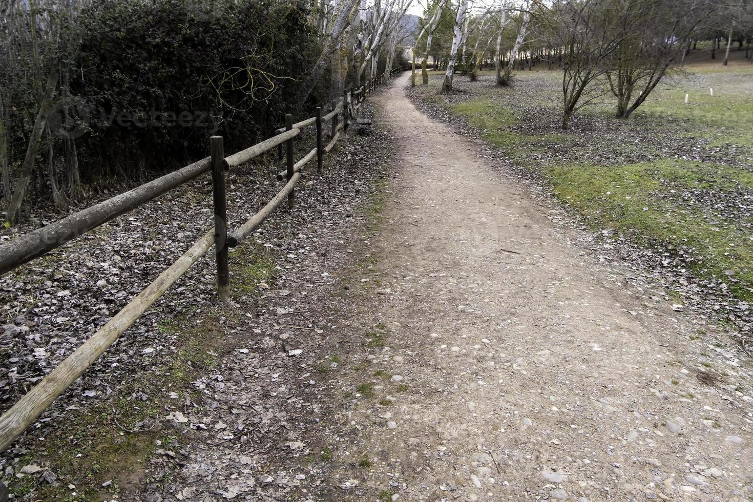 Wooden railing in the forest photo