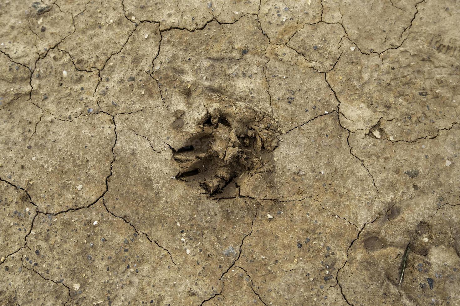 Dog footprint in the mud photo