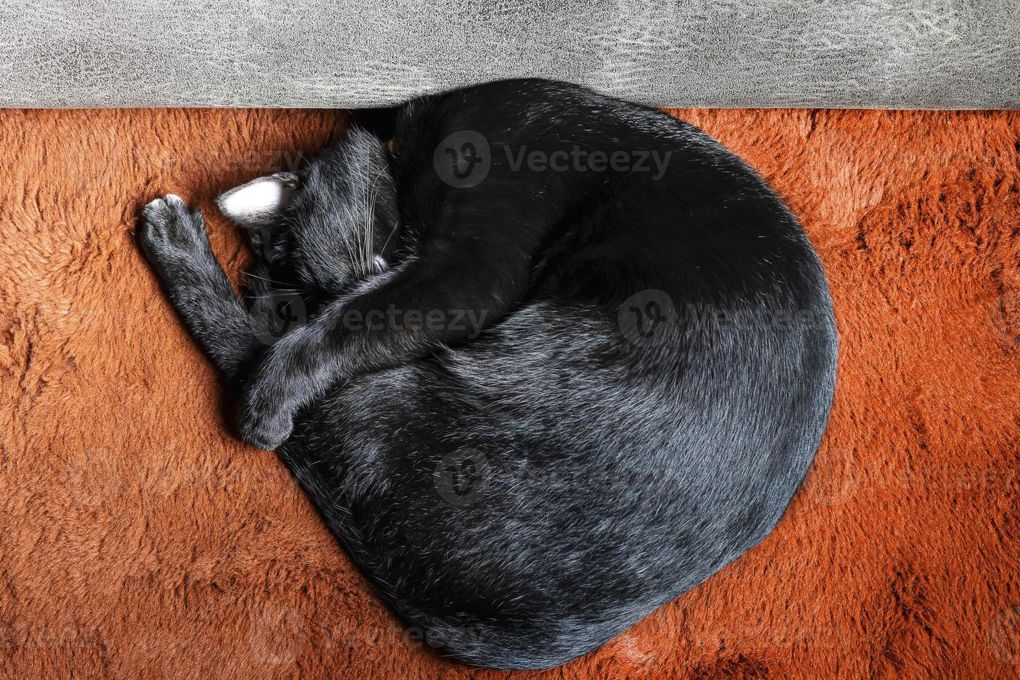 parte superior ver negro gato dormido en naranja lana alfombra foto