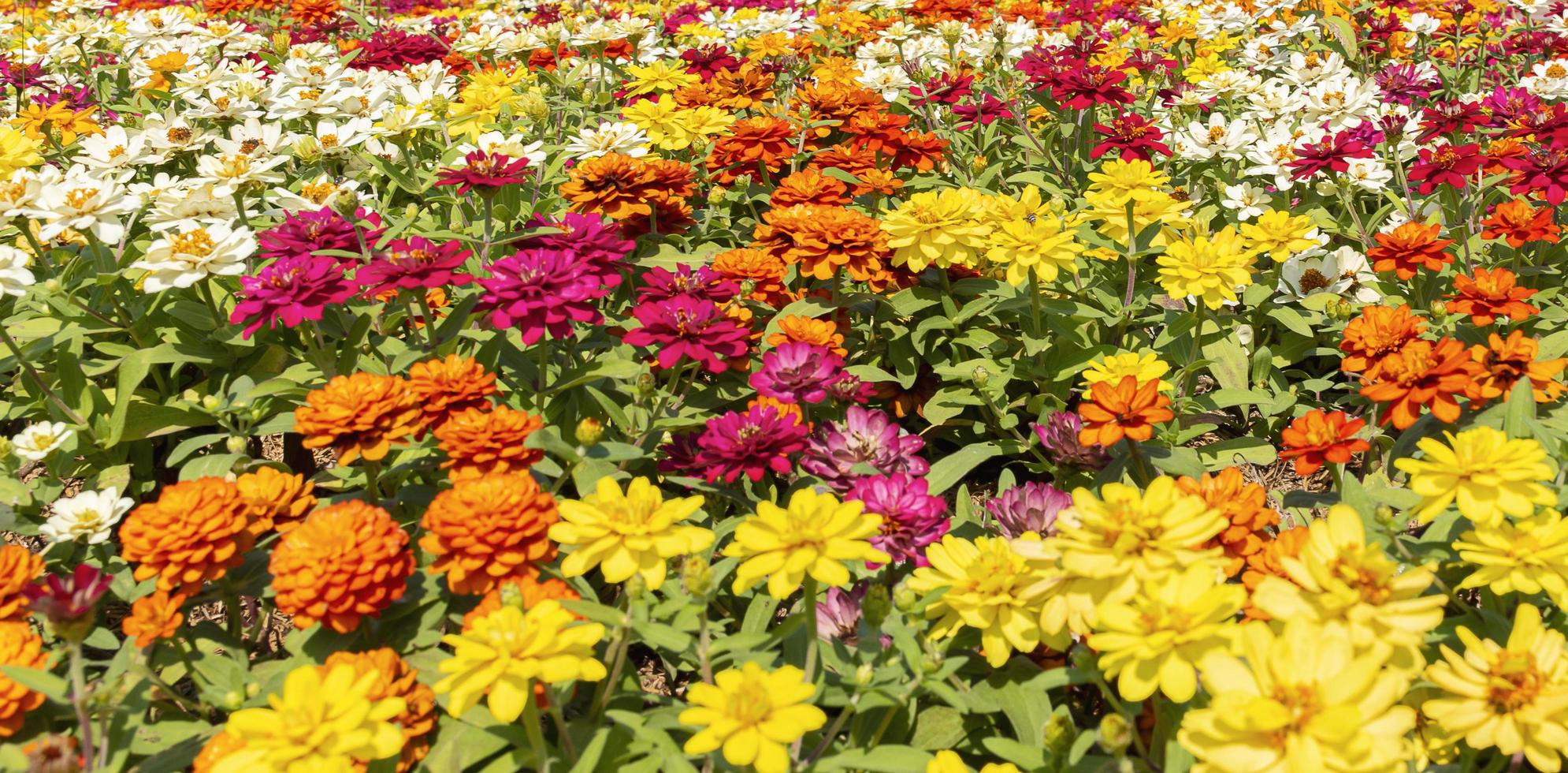 Colorful daisy flower pattern background photo