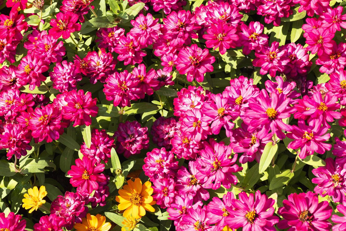 Top view pink daisy flower pattern background photo