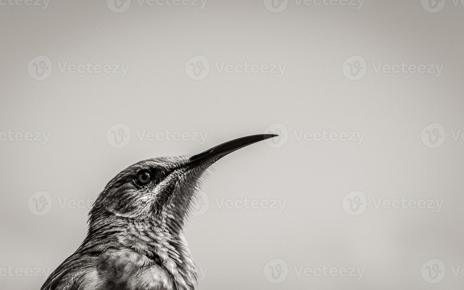 Cape sugarbird sitting on plants flowers, Kirstenbosch National Botanical Garden. photo