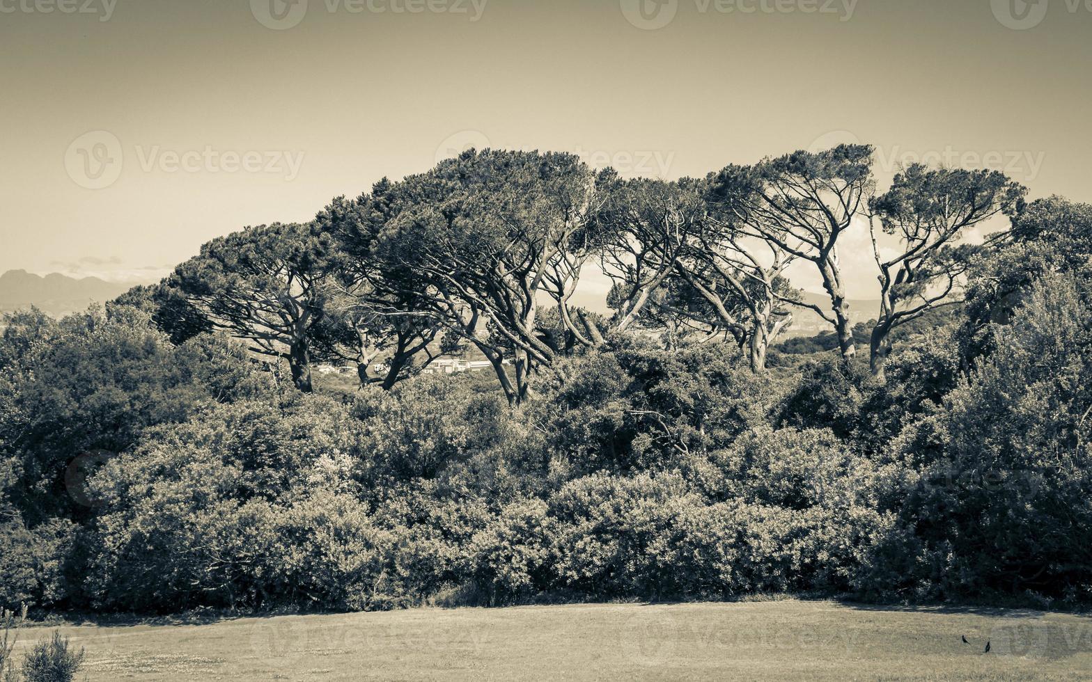 Huge South African trees in Kirstenbosch Botanical Garden, Cape Town. photo