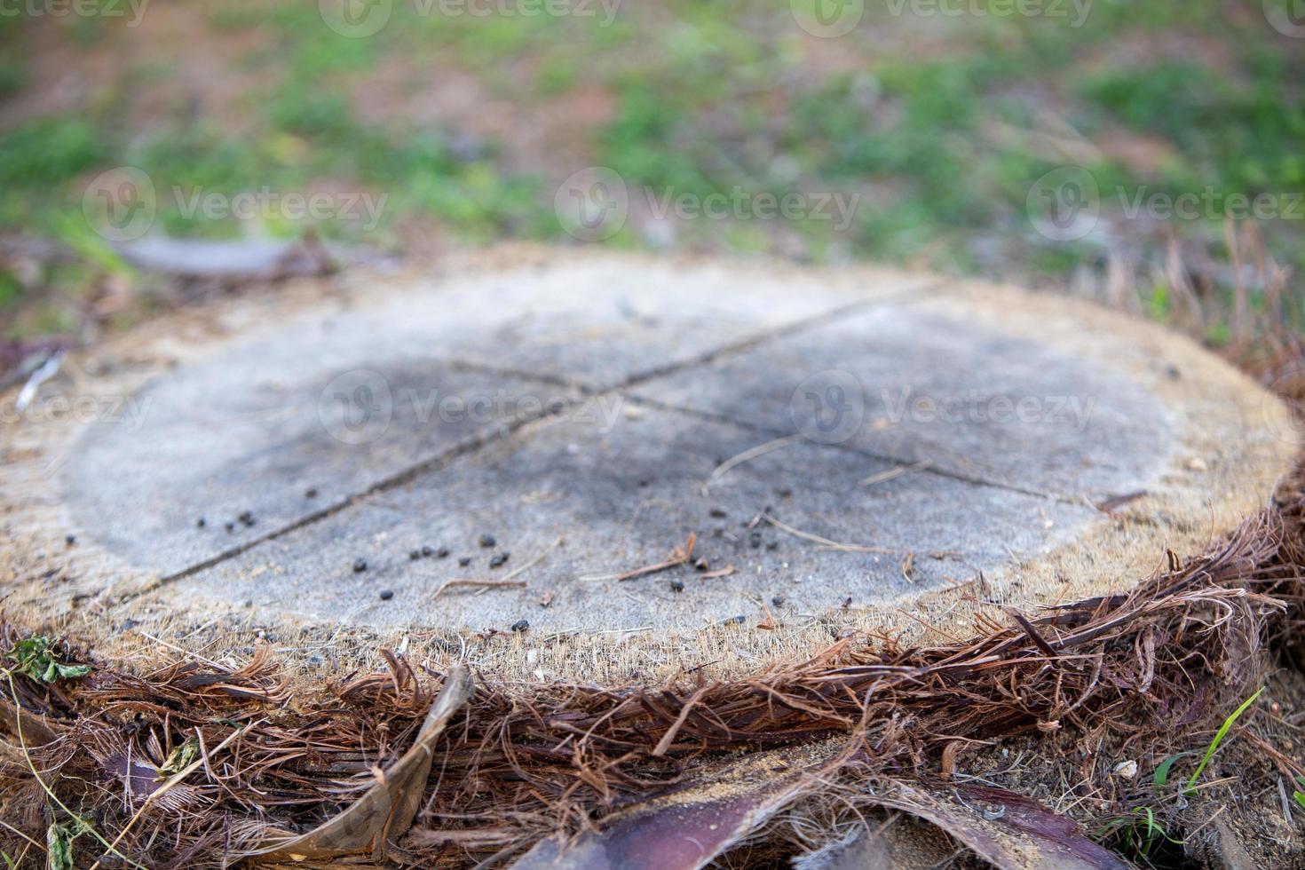 A stump of a tree photo