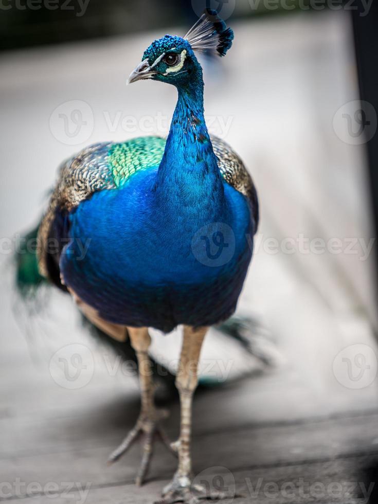 Peacock Walking Around photo