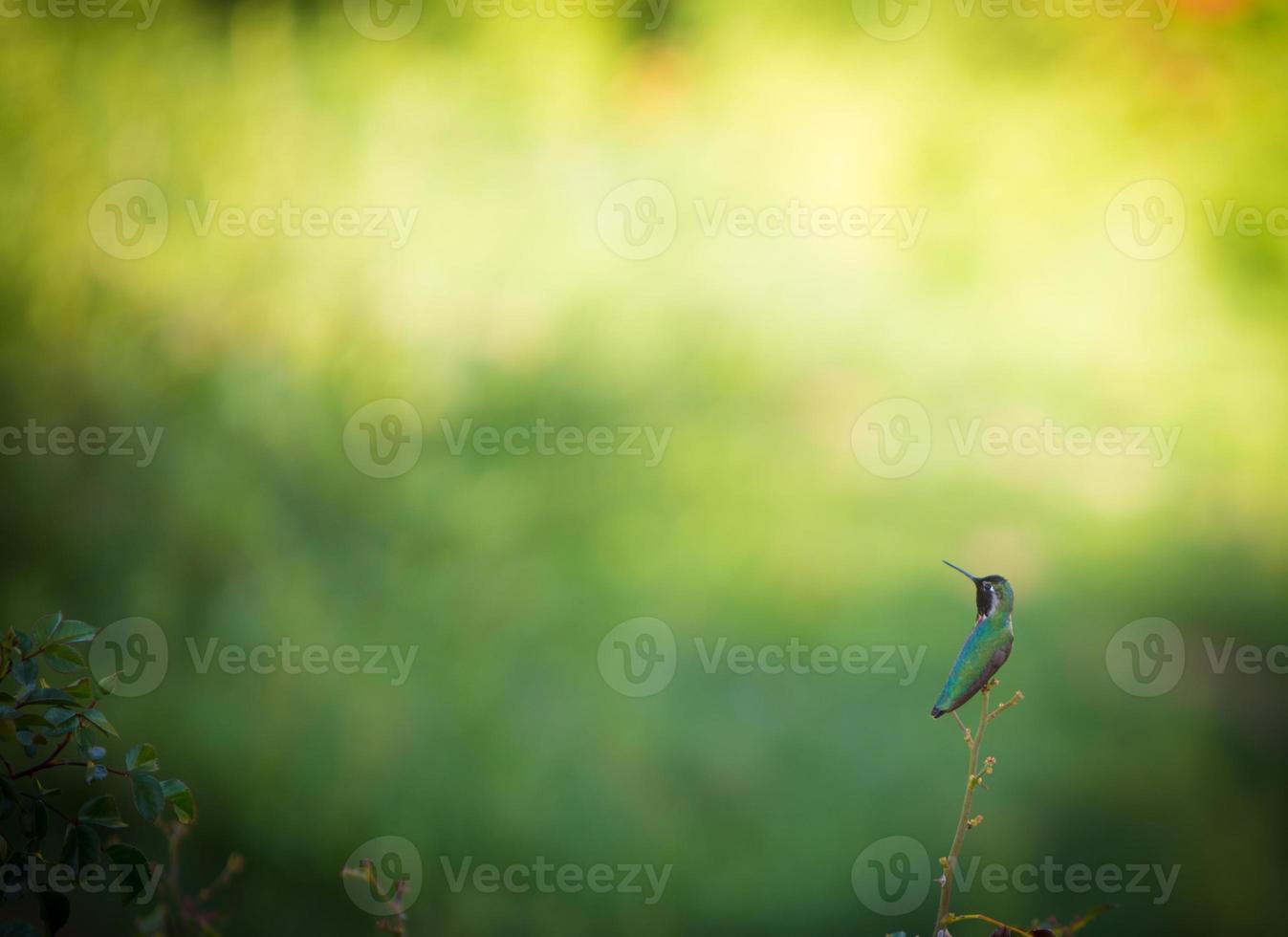 A Hummingbird on a trig photo