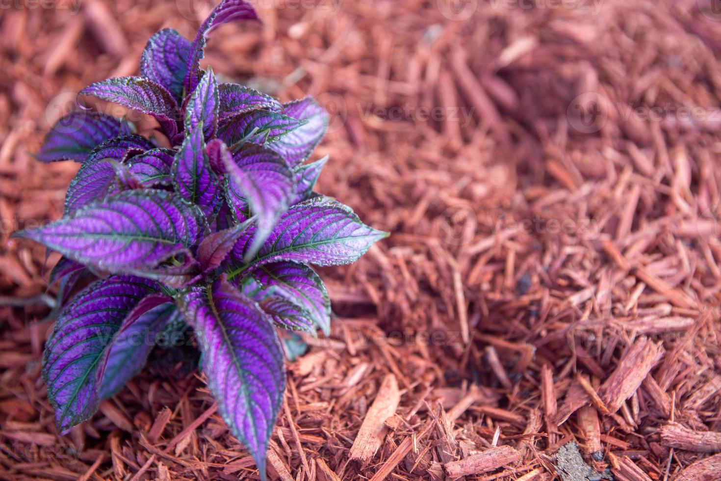 Persian Shield in red fine mulch photo