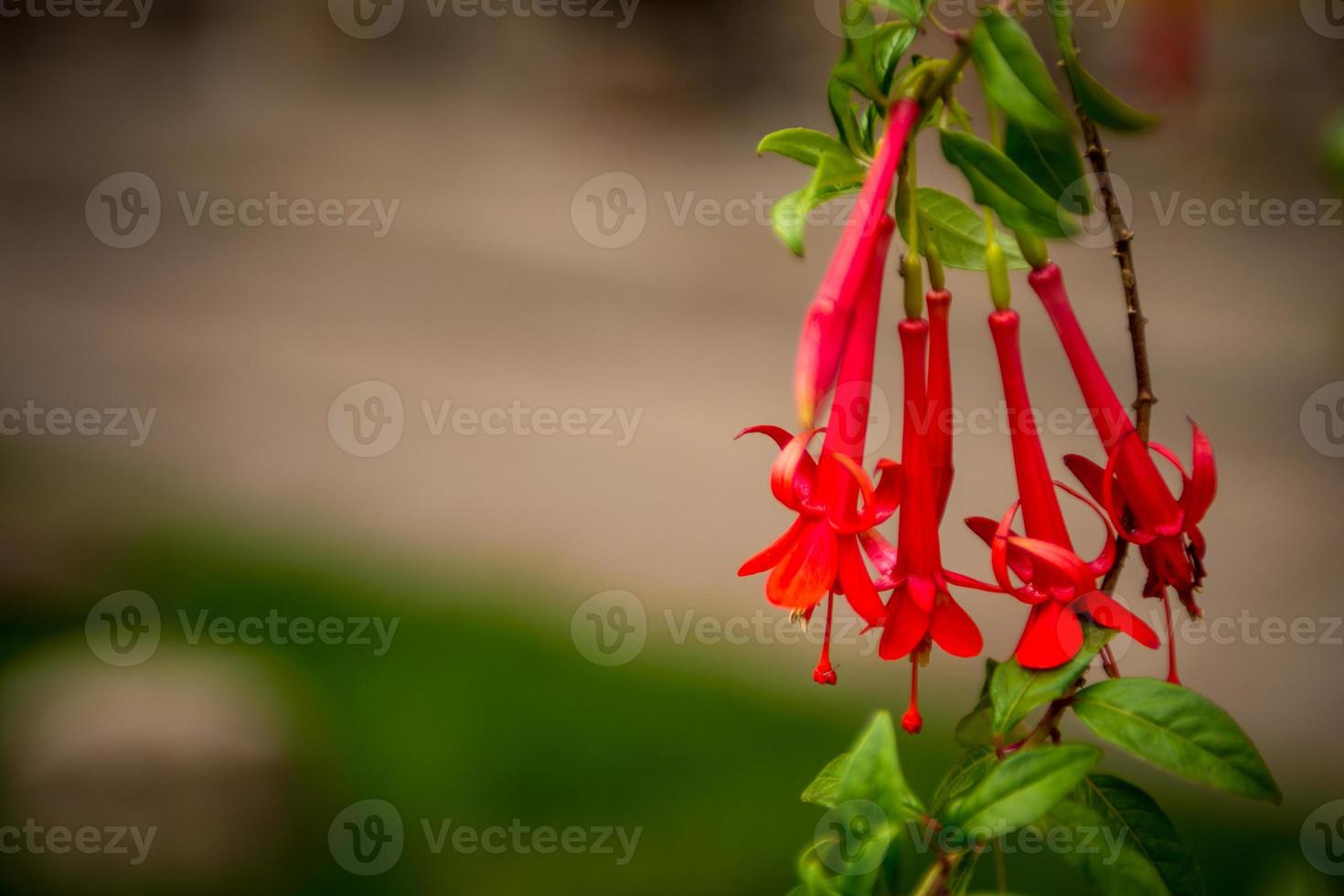 el cantuta es el nacional flor de Perú foto