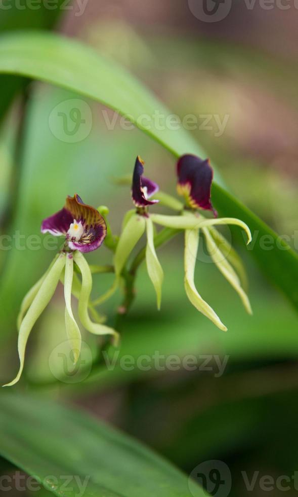 Dancing Black Orchids photo