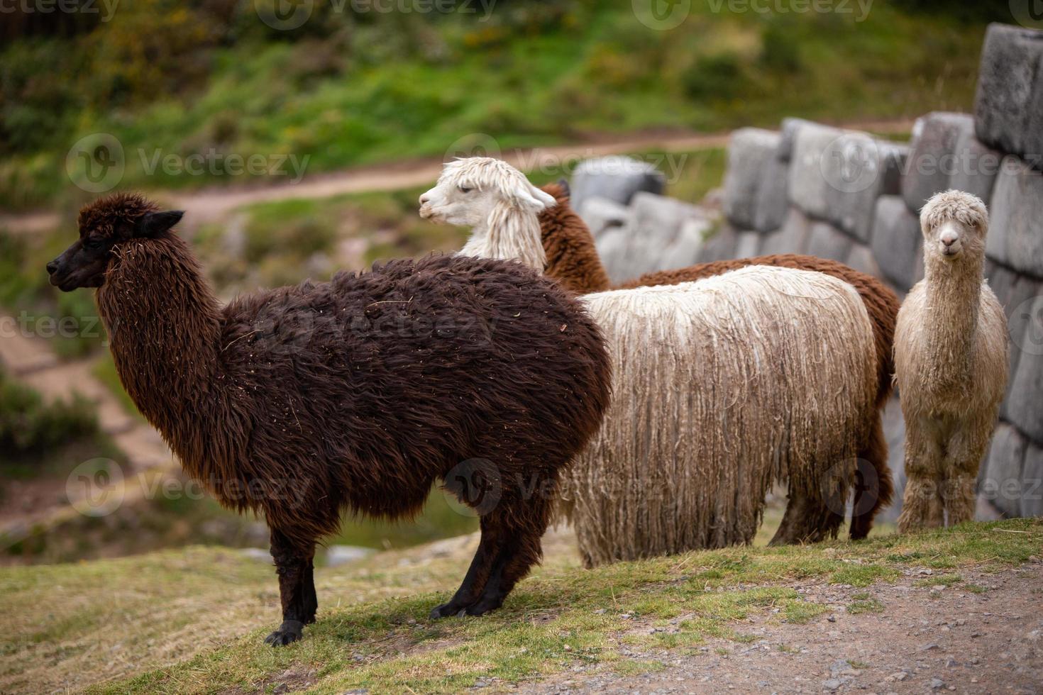 manada de alpacas foto