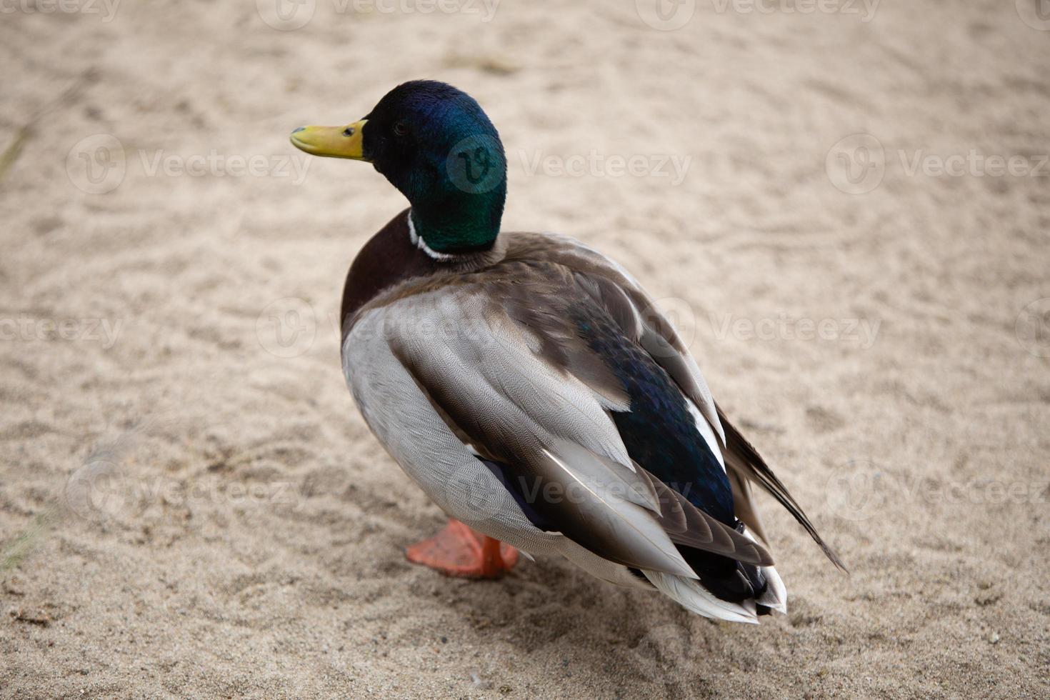Mallard Duck on sand photo