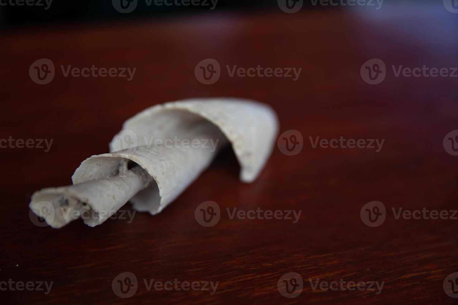 Conch Sea Shell photo