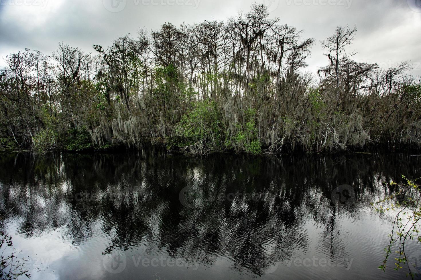 ciprés trenza en el Everglades foto