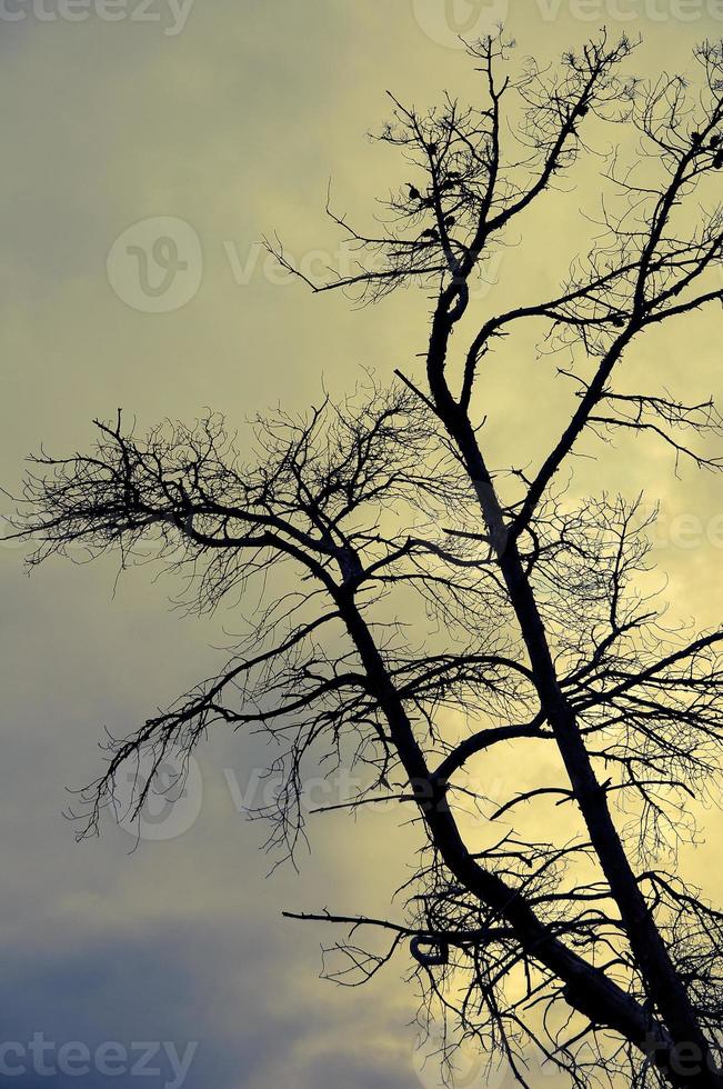 Leafless tree view against the sky during the sunset. photo